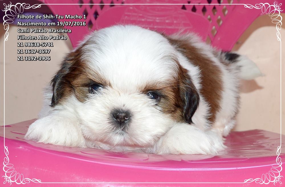 cachorro shih tzu para vender